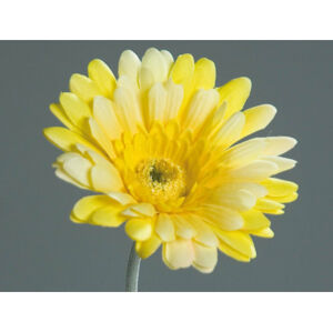 Umělá květina Gerbera 56 cm, žlutá