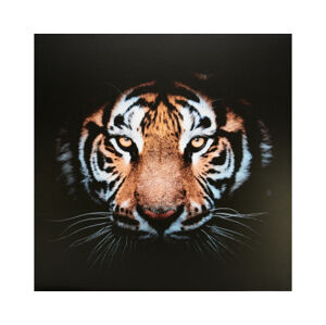 Obraz na plátně Tygří pohled, 80x80 cm