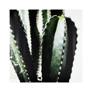 Obraz na plátně Kaktus zblízka, 50x50 cm